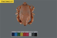 藏品(三齒琵琶蟹)的圖片